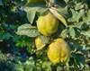 coing fruit d'hiver