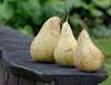 poire hiver automne