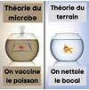ENERGIE VITALE SYSTEME IMMUNITAIRE
