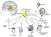 hormone hypophyse glande pituitaire pancréas gonade