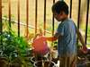 enfant arrose tomates