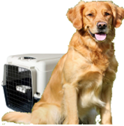 Le Cas du Chien Stressé