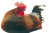 coq bruyant