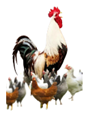 coq fier entouré