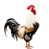 le coq