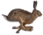 Lièvre