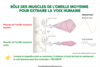 theorie polyvagale et muscles oreille moyenne