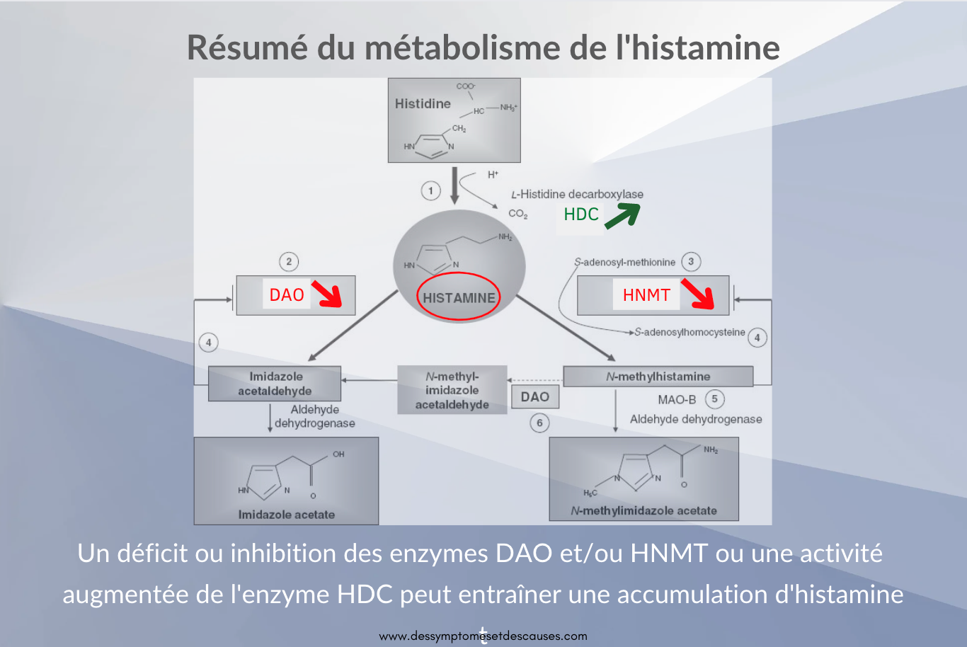 Et si c’était une intolérance à l’histamine ? Blog