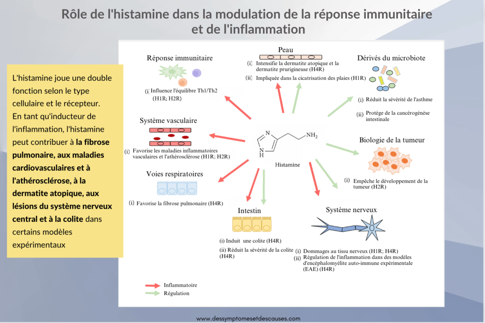 Et si c’était une intolérance à l’histamine ? Blog