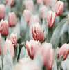 Image de tulipes de couleur rose pâle
