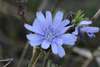 Fleur de Bach Bleue