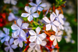 Tout ce que vous voulez savoir sur les fleurs de Bach en 10 questions/réponses