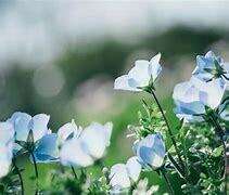 Les Fleurs de Bach : Une méthode créative pour mémoriser les élixirs floraux à travers la littérature