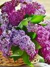 Fleurs de Bach et douleurs articulaires