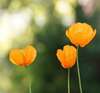 Fleurs de Bach