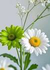 Fleurs de Bach