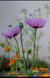 Fleurs de Bach