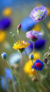 Fleurs de Bach