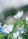 Fleurs de Bach