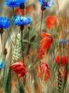 Fleurs de Bach