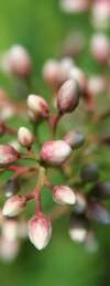 boutons floraux rose pâle et mauve sur une branche verte floue
