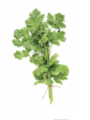 Hypnose coriandre 2
