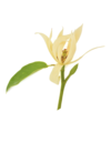 Hypnose magnolia 2