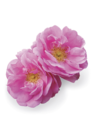 Hypnose rose 2