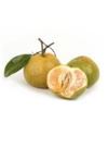 Hypnose mandarine verte 2