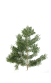 Hypnose sapin de douglas 2