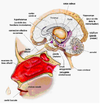 Hypnose aromachologie