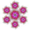 fleurs hypnotiques