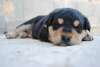 chien