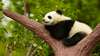 panda dormir