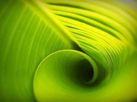 L'Approche Centrée sur la Personne : une approche psychothérapeutique efficace au service de la Vie