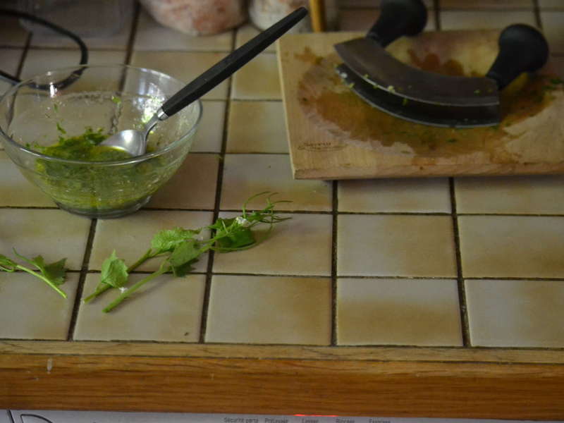 Alliaire, Alliara petiolata