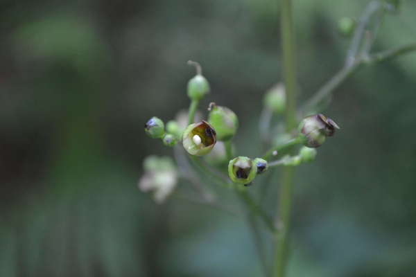La Scrofulaire noueuse