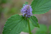 L'Agastache forniculum