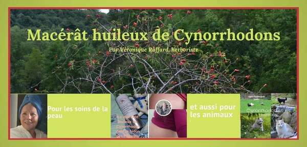 Macérât huileux de Cynorrhodons