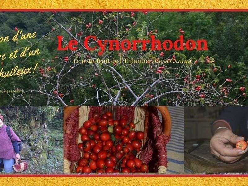 Le Cynorrhodon