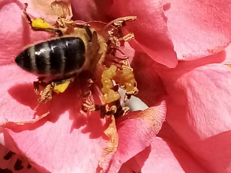 Festin pour une abeille