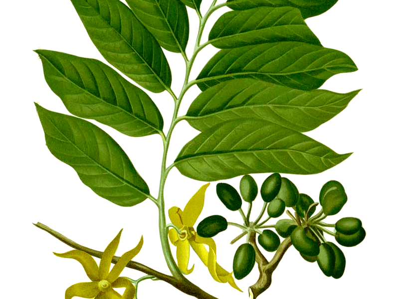 Planche d'Ylang-ylang