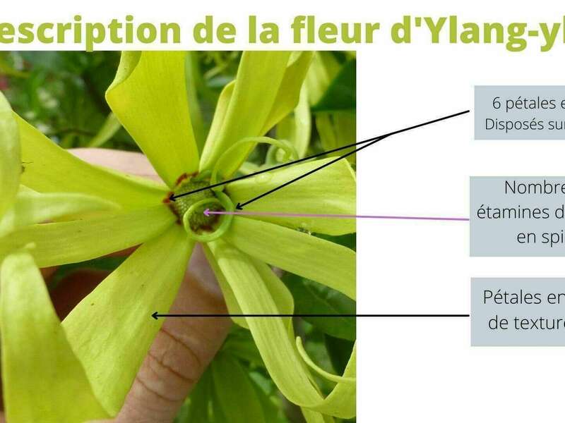 Schéma de la fleur d'Ylang-ylang