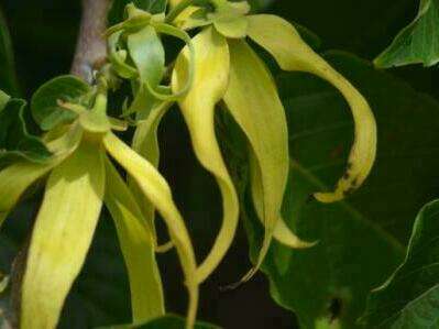 Fleur molle à longs pétales