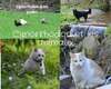 le Cynorrhodon et les animaux
