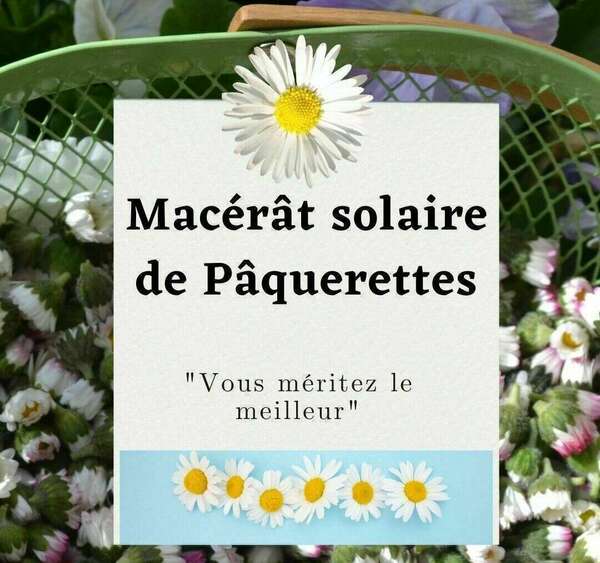 Macérât solaire de Pâquerettes