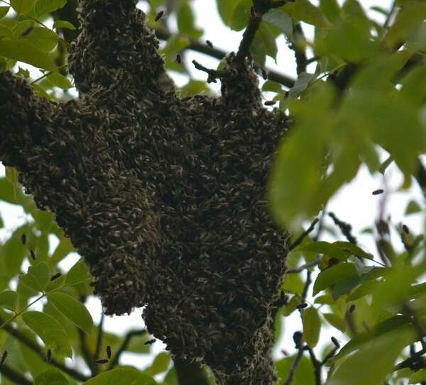 Ruche surpeuplée, synonime de fuite