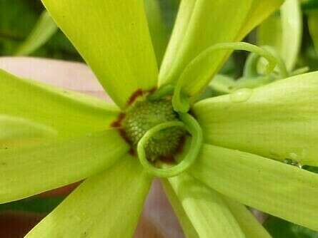 fleur_ouverte_ylang__2_