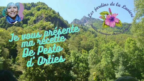 L'Ortie de la cueillette à l'assiette