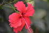 L'hibiscus à fleurs rouges